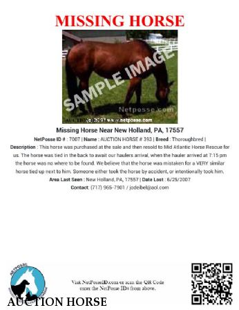 AUCTION HORSE # 393